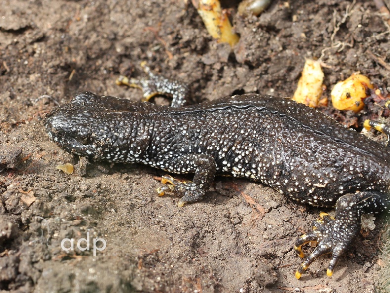 Found under large stone, Bookham Common, August 2011 IMG_4778ts800c GrCrNe BC.jpg